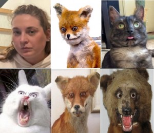 Create meme: funny stuffed animals, stoned Fox, demented animals