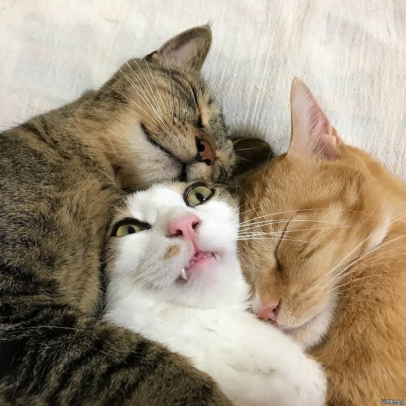 Создать мем: котики любовь, обнимающиеся коты, обнимающиеся котики