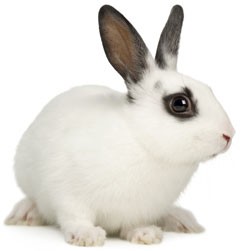 Создать мем: белый зайчик, домашний кролик, кролик на белом фоне
