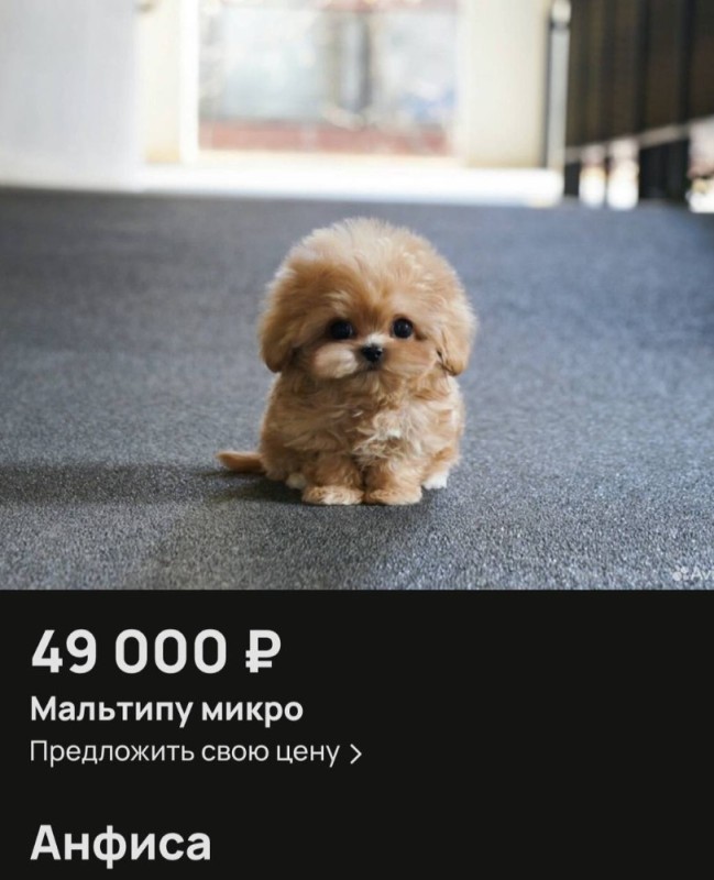 Create meme: maltipu micro dog, maltipu dog, micro maltype