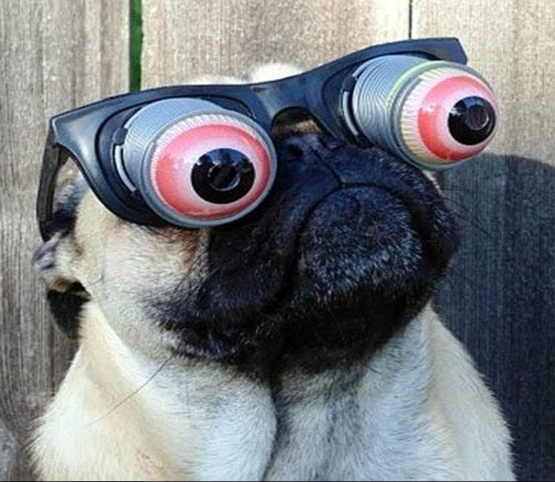 Create meme: pug , pug eyes, Funny pug