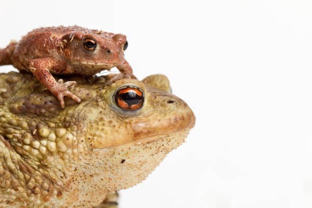 Create meme: an ordinary toad, toad bufo bufo, Mother toad