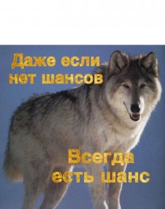 Create meme: wolf, a big wolf, animals wolf