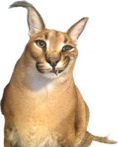 Создать мем: шлёпа русский кот на прозрачном фоне, каракал шлёпа, шлёпа кот