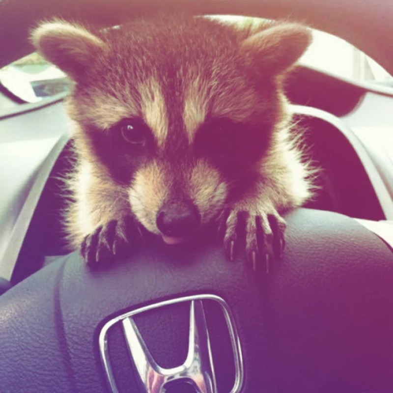 Create meme: enotik , the raccoon is small, raccoon cute