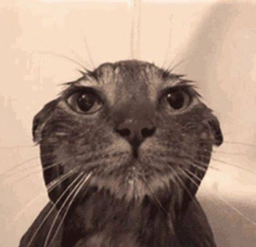 Create meme: wet cat , wet cat meme, funny wet cat