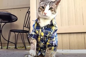 Создать мем: одежда для котов, котики смешные, коты в одежде