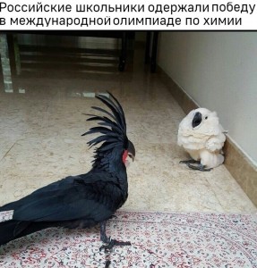 Create meme: black cockatoo, memes with parrots, memes parrots