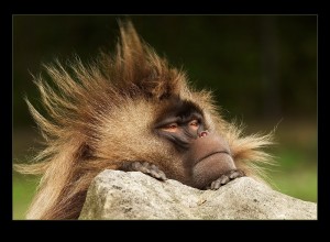 Create meme: monkey, funny monkey, gelada are the last surviving species