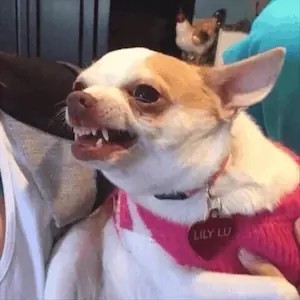 Create meme: Chihuahua dog, Chihuahua