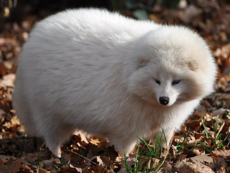 Создать мем: песец белый, енот альбинос, енотовидная собака альбинос