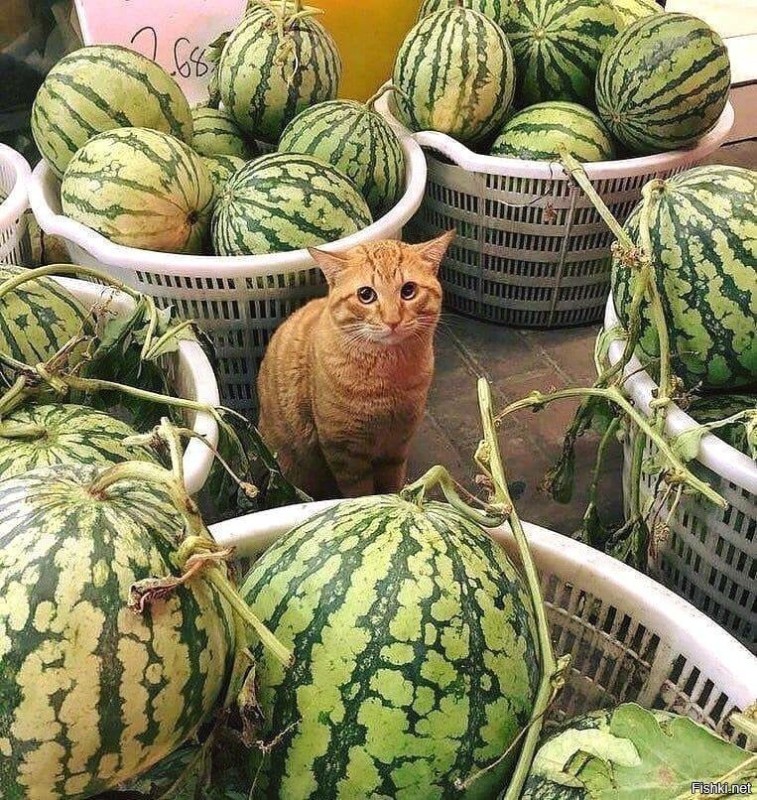 Create meme: cat with watermelon, the cat in the watermelon meme, funny watermelon