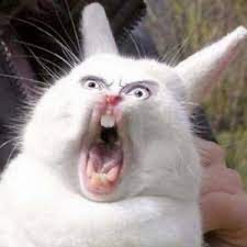 Create meme: screaming Bunny meme, meme rabbit , screaming hare 