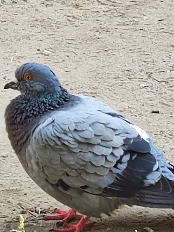 Create meme: dove , dove , wild bluish rock pigeon