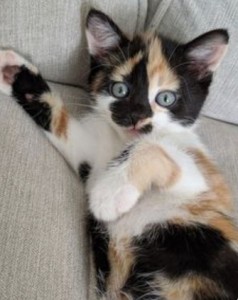 Create meme: kitty, cat, tortoiseshell cat