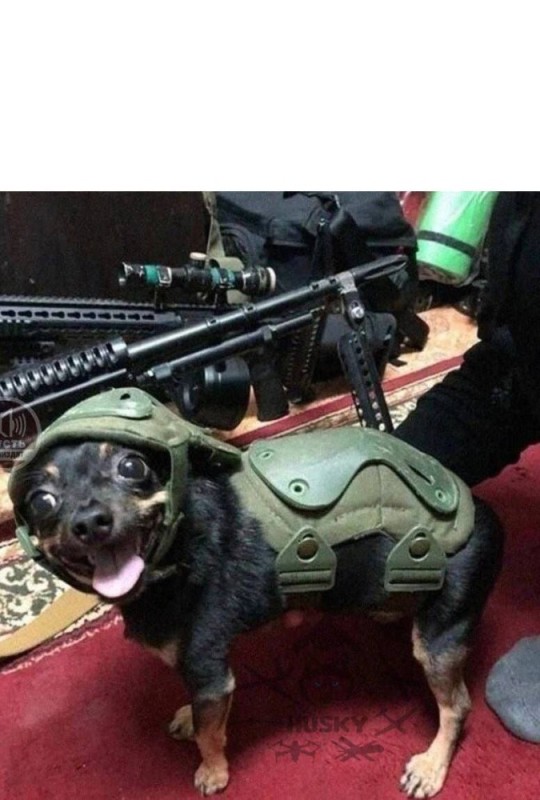 Создать мем: собака смешная, пес смешной, военная собака