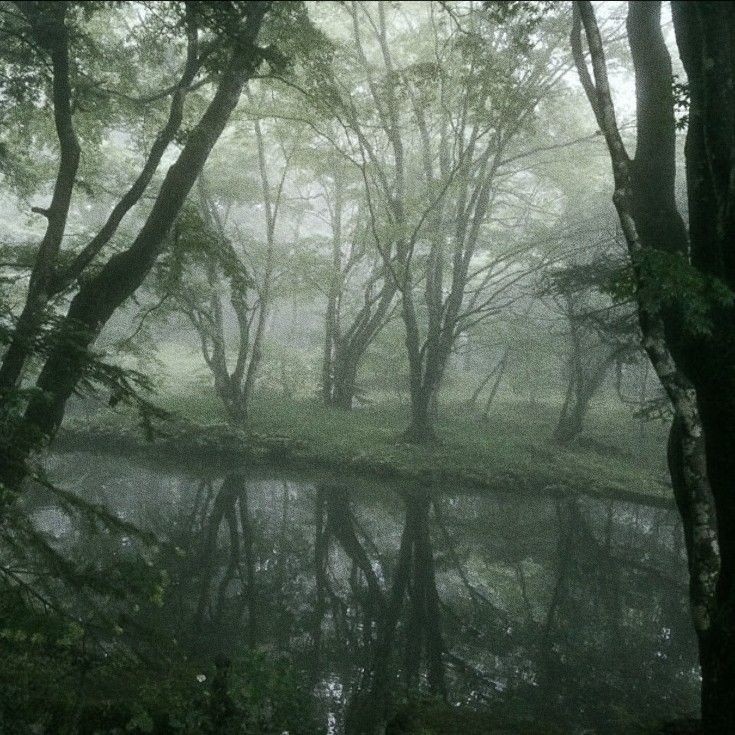 Создать мем: foggy forest, misty forest, сумеречный пейзаж