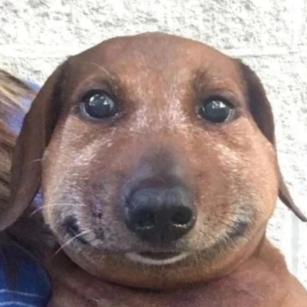 Create Meme Dog Got Stung By A Bee Dog Dachshund Meme Pictures