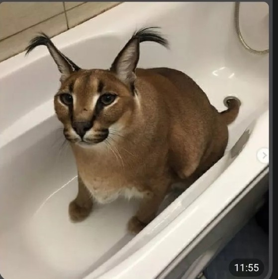 Create meme: slap the russian cat caracal, slap caracal, karakal gosha