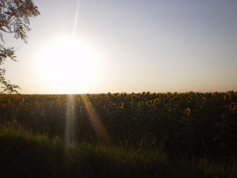 Create meme: field field, solar field, sun field