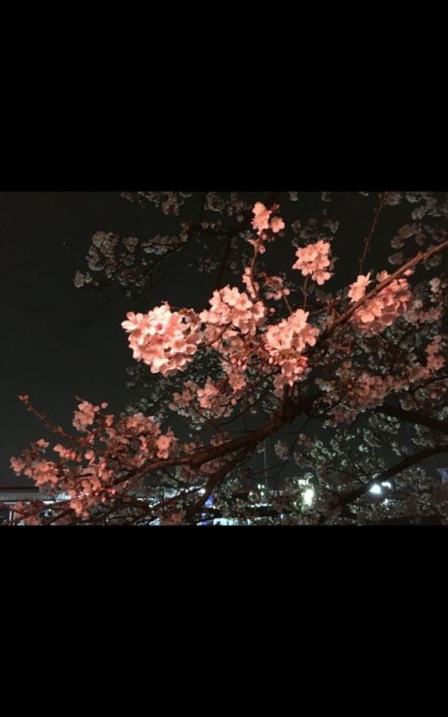 Create meme: Sakura at night, Sakura aesthetics, Japan sakura aesthetics