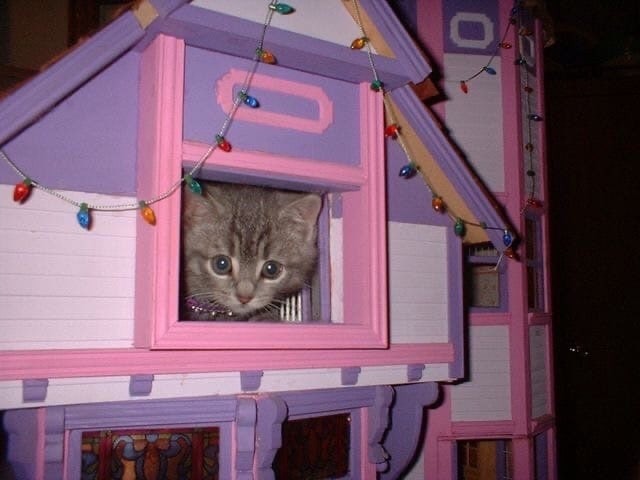 Create meme: cat house, a house with a kitten, house cat