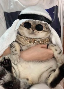 Создать мем: крутой кот, стильные коты, милые котики в одежде