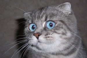 Create meme: cat meme, picture Sesto to seazat I'm in shock, the surprised cat
