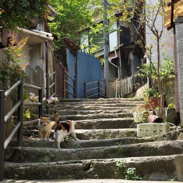 Create meme: dog , nature , Japanese stairs