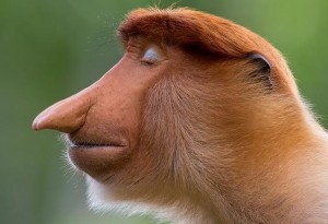 Create meme: monkey nosey, a proboscis monkey, wildlife