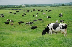 Создать мем: коровы на зеленом поле, пасутся коровы, коровы в поле