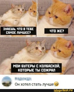 Создать мем: милые мемы с котиками с надписями, котики, мемы