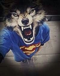 Создать мем: лицо волка, волк в футболке супермена, мальчик