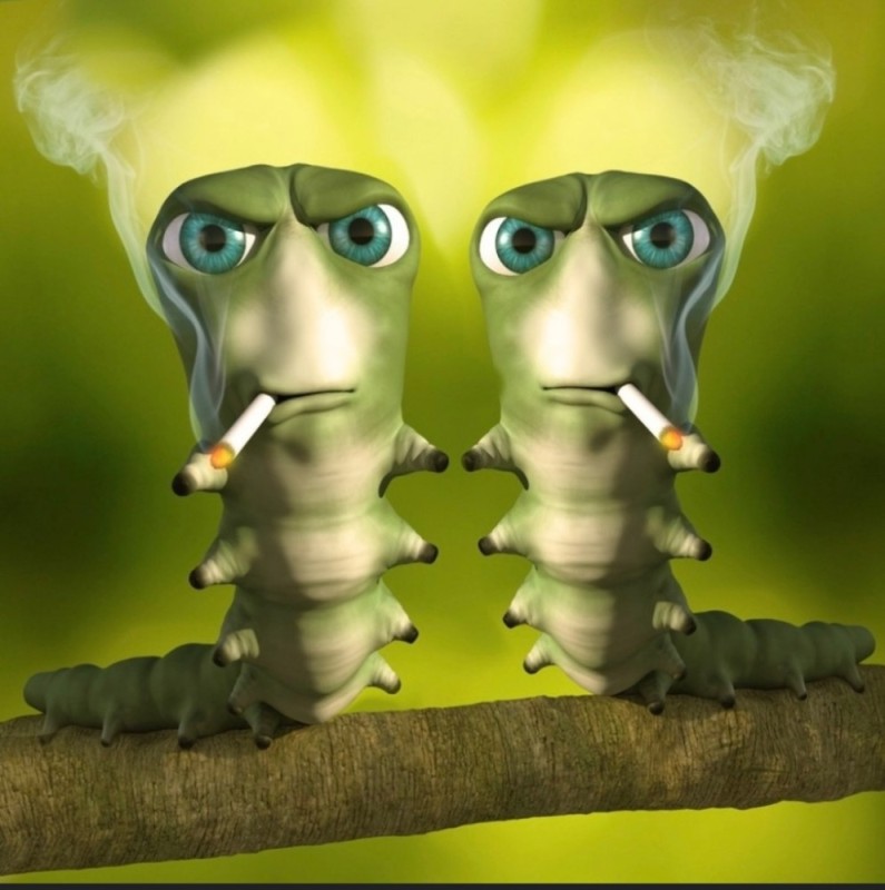 Create meme: caterpillar with a cigarette, the smoking caterpillar, caterpillar smokes a cigarette