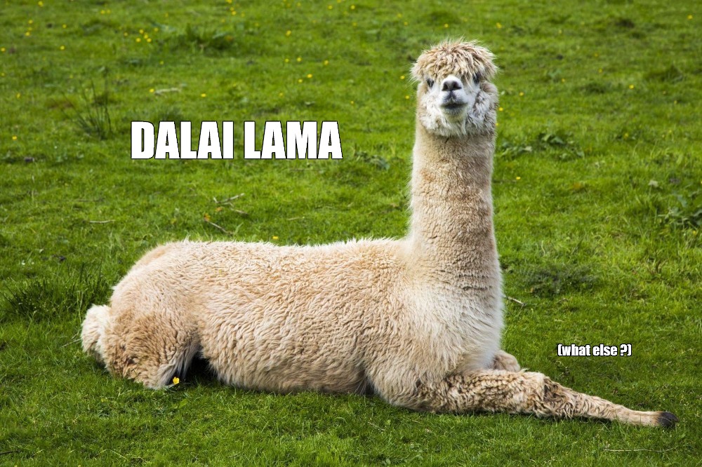 Create meme "Lama , llama alpaca guanaco vicuna, llamas and alpacas