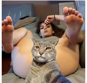 Create meme: cute pussy, funny cats photo, cat fan