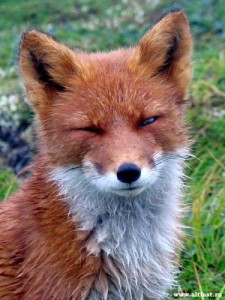 Создать мем: алиса лис, fox, мем лиса