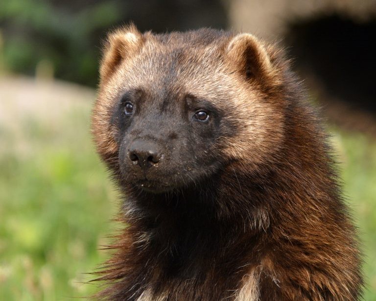 Create meme: east siberian wolverine, Wolverine animal, wolverine (gulo gulo)