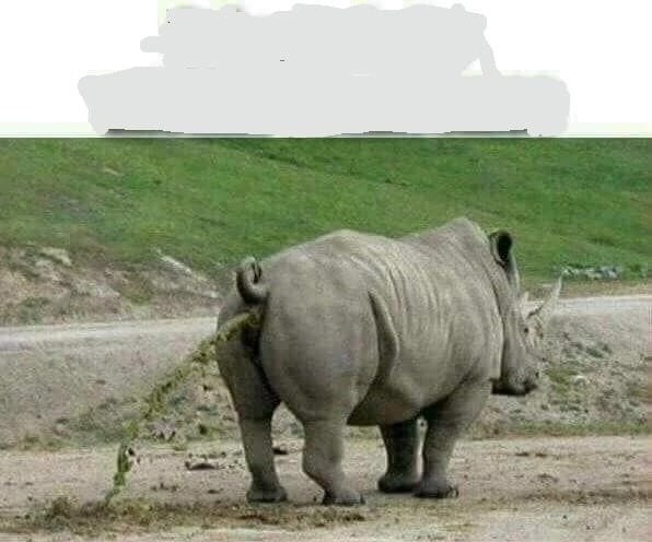 Create meme: rhinoceros, rhino eggs, rhino poo