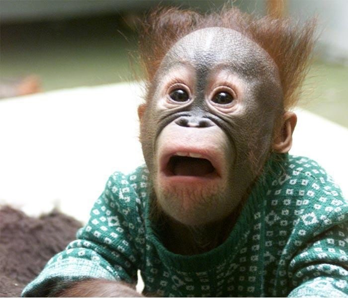 Create meme: funny monkeys, surprised monkey, the monkey is in shock