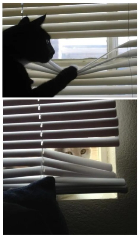 Create meme: The man behind the blinds, cat in the window meme, blinds