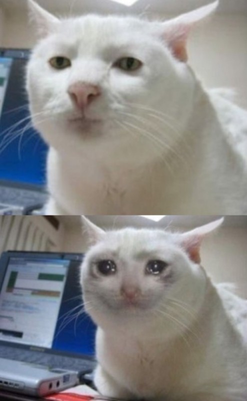 Create meme: crying cats meme, meme sad kitty, cat meme 