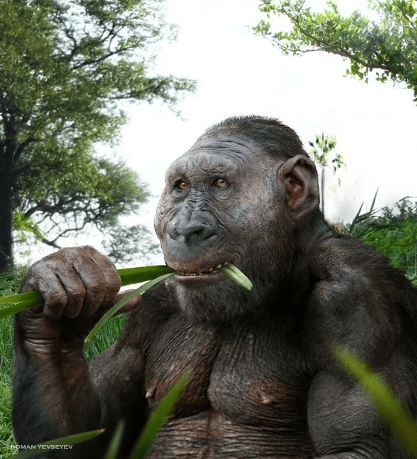 Create meme: Paranthropus and Australopithecus, Australopithecus, Australopithecus Africanus!