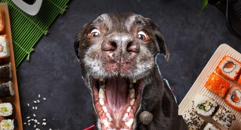 Создать мем: смешные собаки, смешные морды собак, эмоции собак