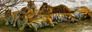 Создать мем: тигр тигрица, амурский тигр и бенгальский тигр, сибирский тигр и амурский тигр
