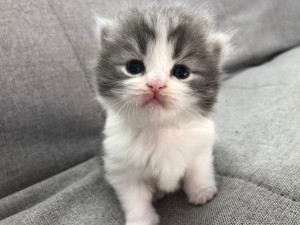 Create meme: adorable kittens, cute animals, cute cats