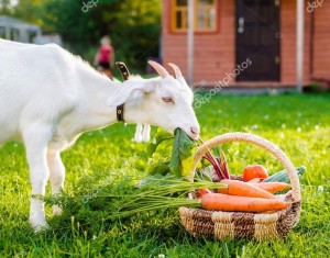 Create meme: goat eating flowers pictures, goat, goat