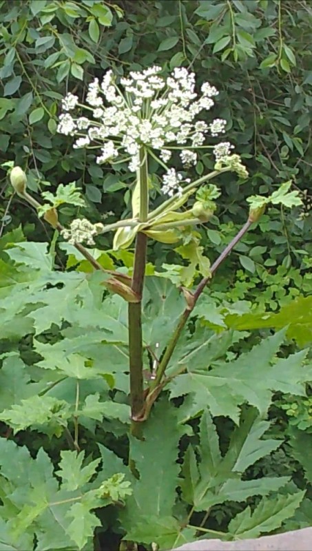 Create meme: dangerous plant hogweed, cow parsnip Sosnowski, hogweed is a poisonous plant