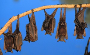 Create meme: big bat, hanging bat, Chiroptera