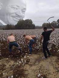 Create meme: cotton field, cotton, growing cotton